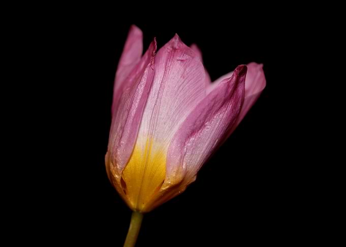 Crocus vernus blossoming