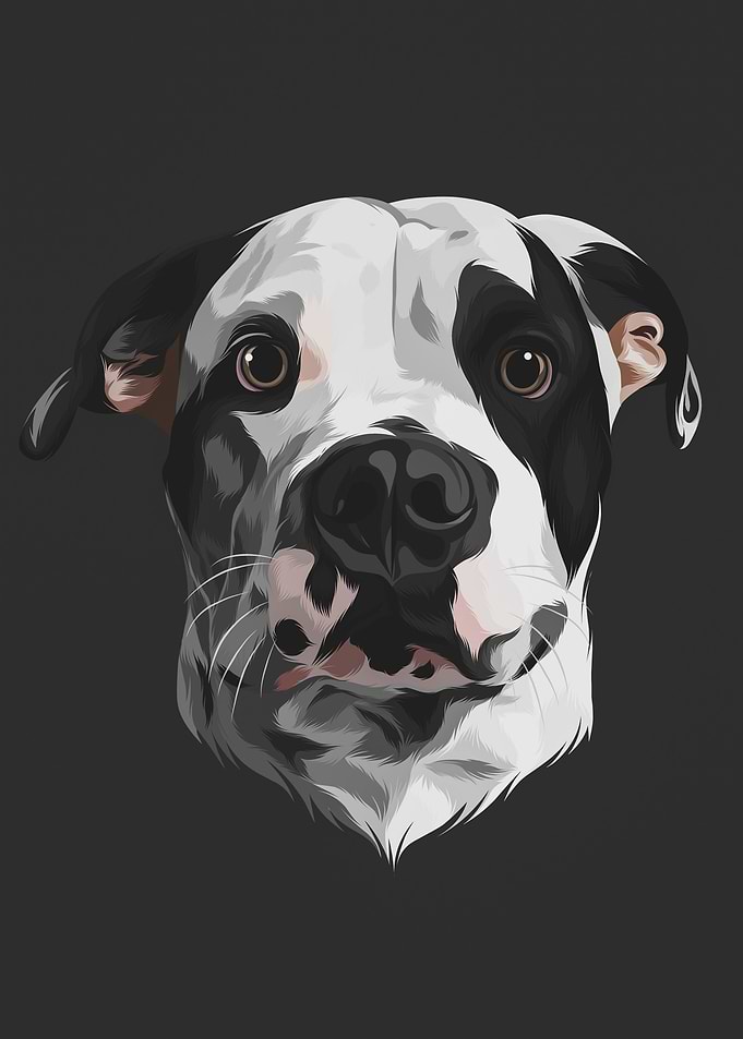 Bulldog hair color 2