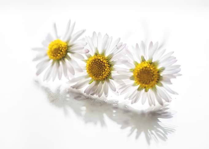 White daisy, macro, flower