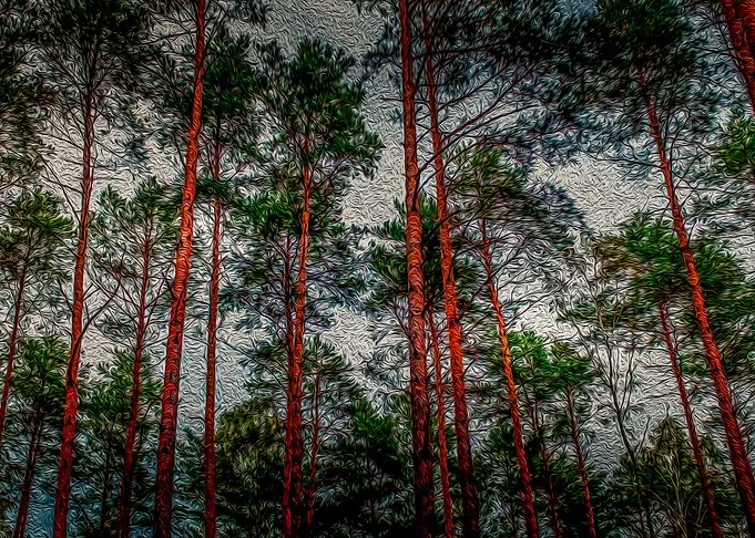 Trees on the woods