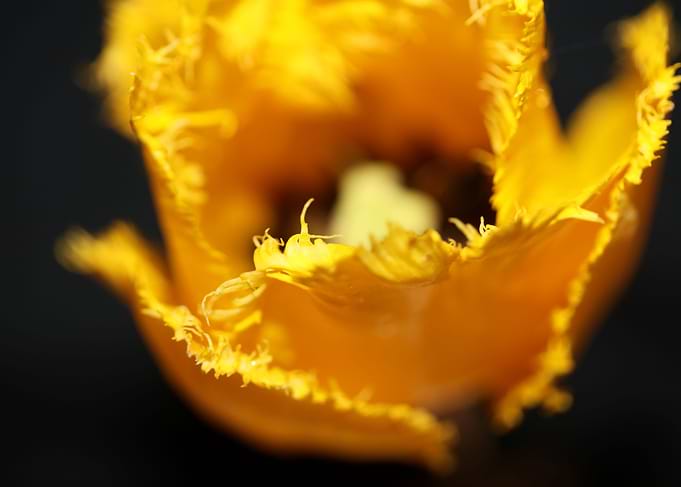 Tulips flower blossoming