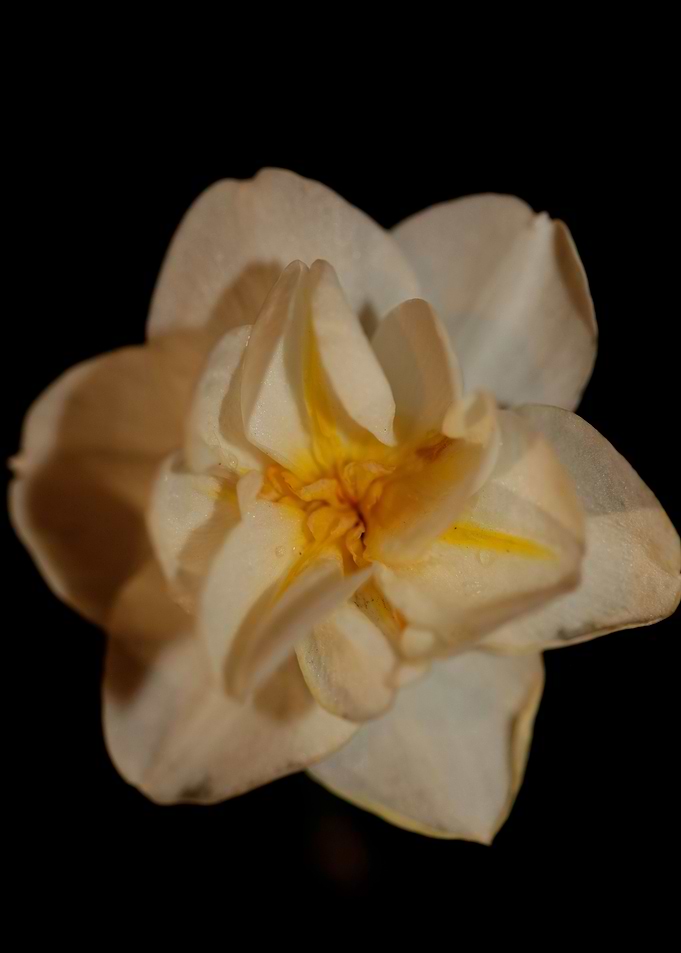 Narcissus dubius flowering