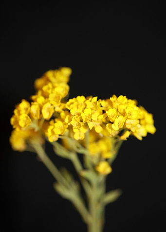 Aurinia flowering blossom