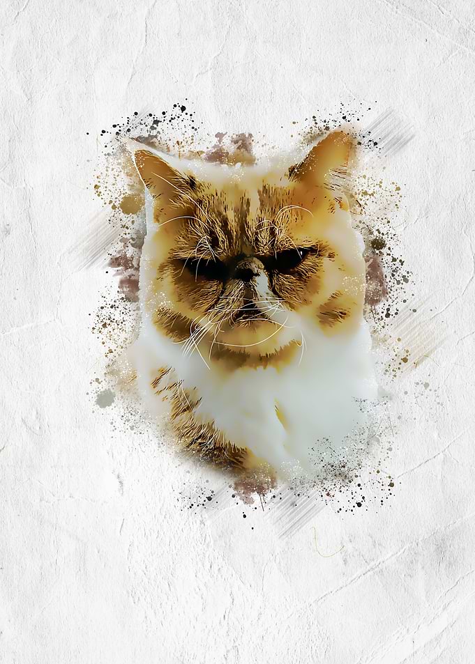 cat aesthetics