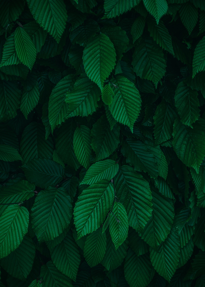 plant leaves 18