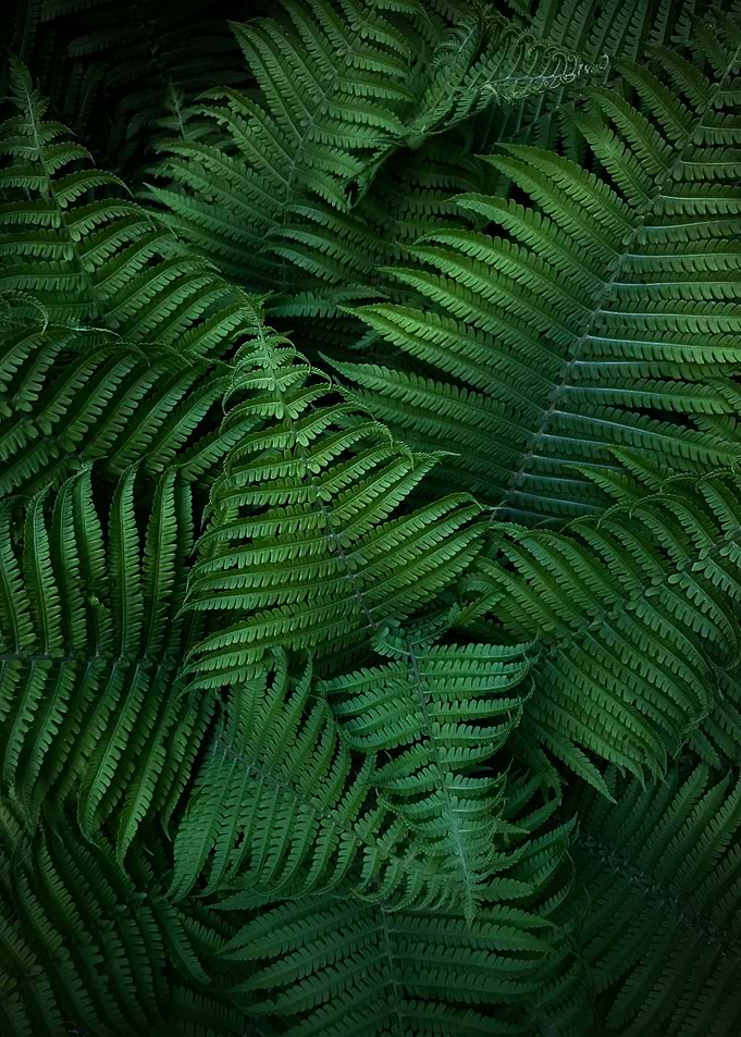 plant leaves 20