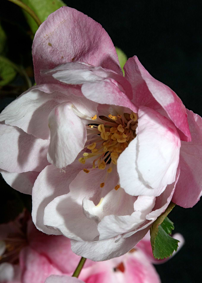 Pink prunus flower macro