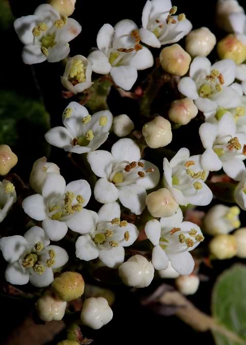 Viburnum tinus flowering