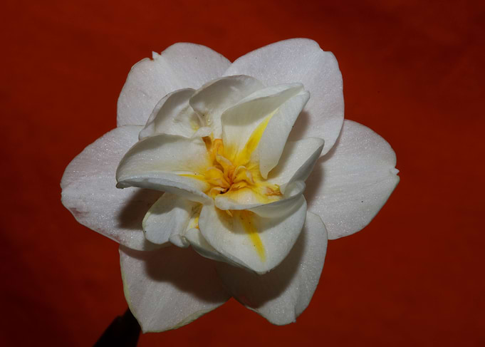 White narcissus flowering