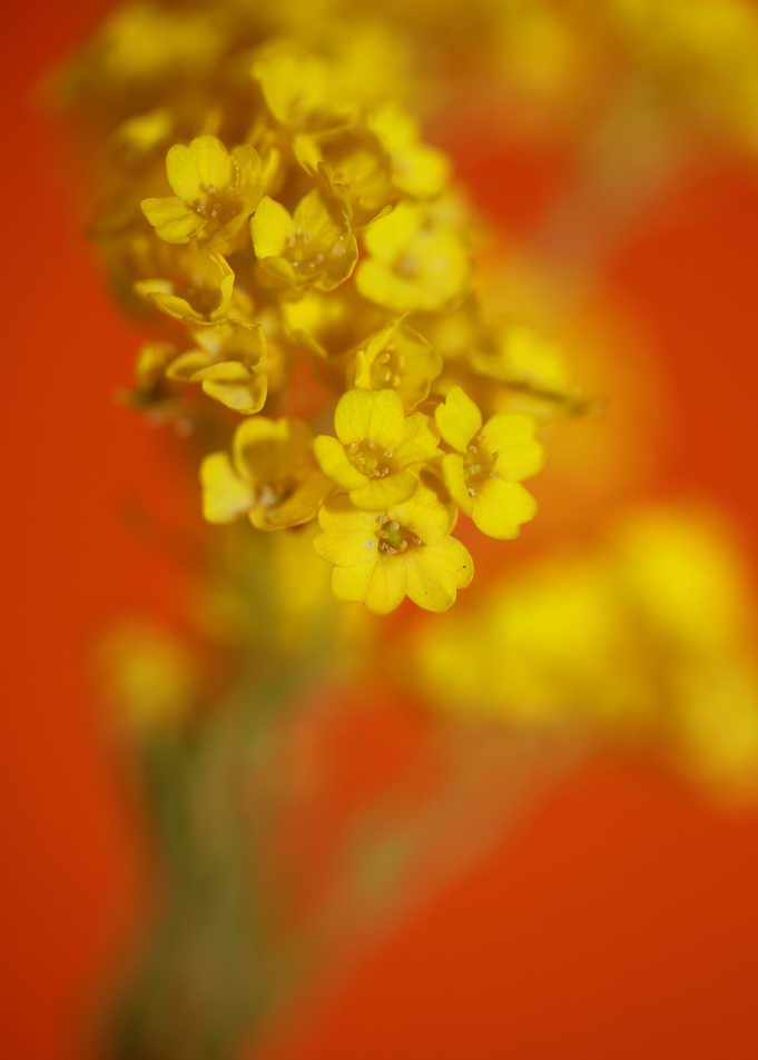 Aurinia saxatilis close up
