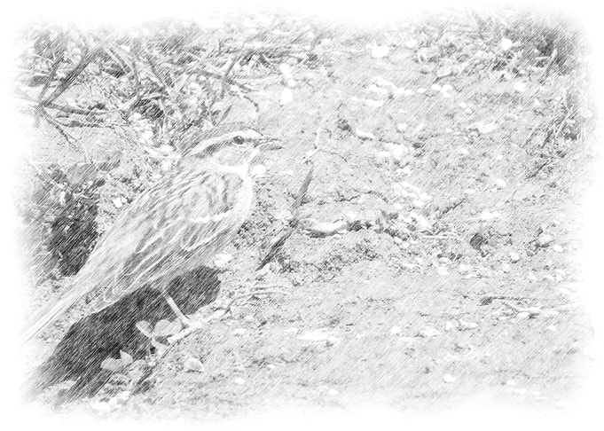 Hunting Sparrow