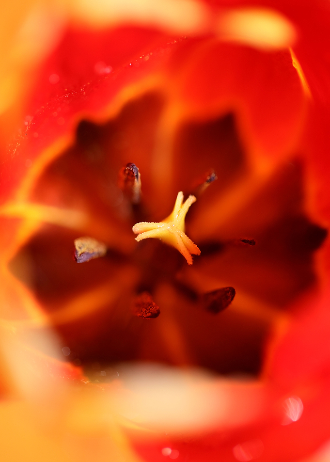 Tulip flower background