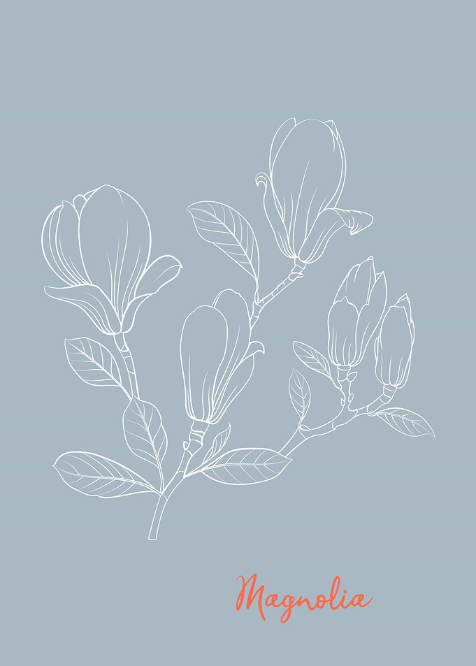 Magnolia Flower