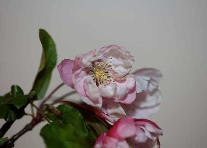 Prunus serrulata blossom