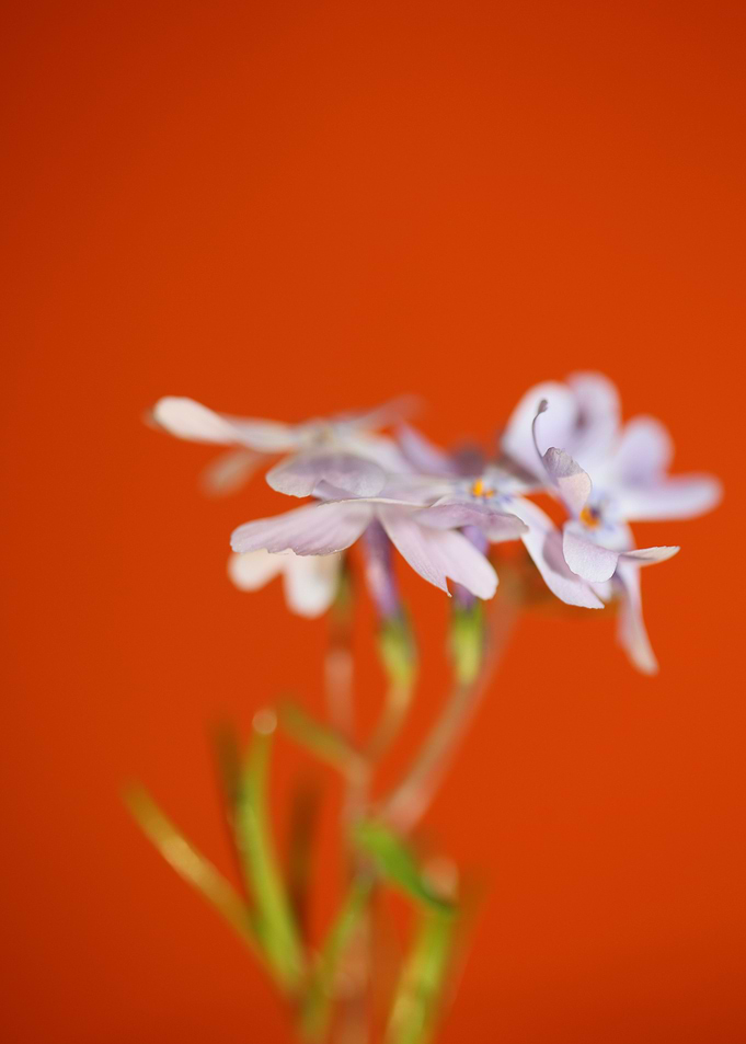Flower blossoming close up