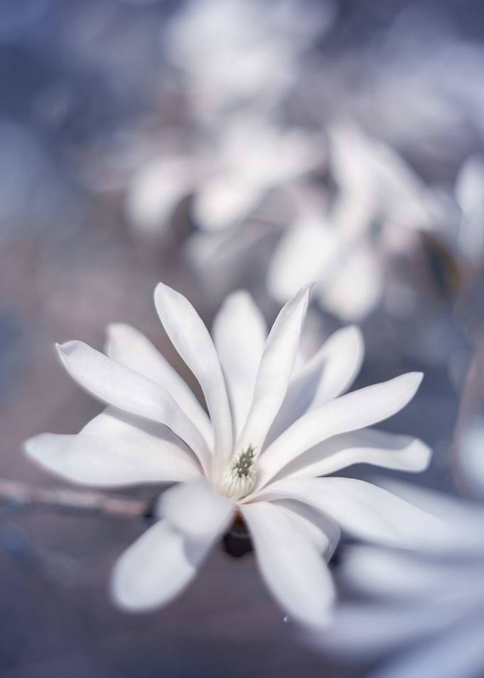 White magnolia flower