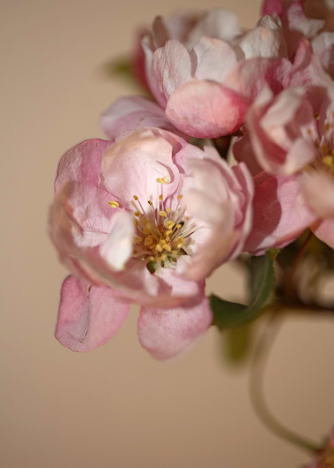 Pink prunus flower macro