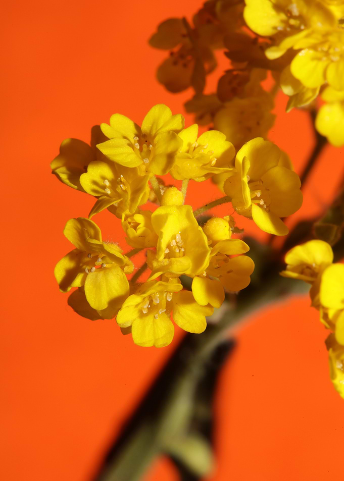 Yellow aurinia flowering