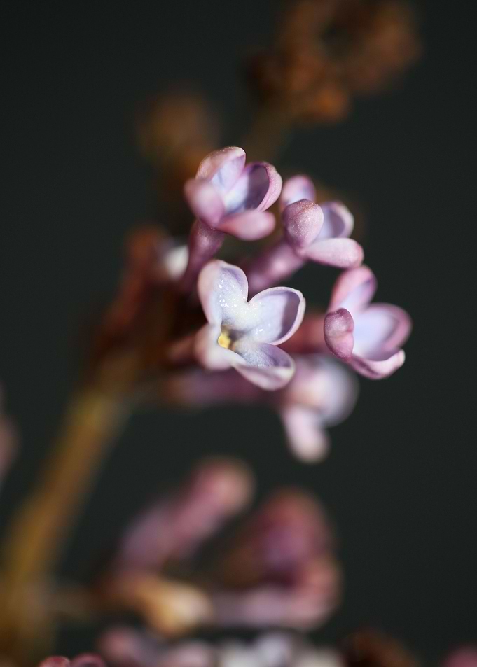 Syringa vulgaris flowering
