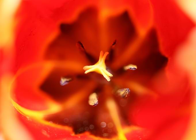 Tulip flower close up