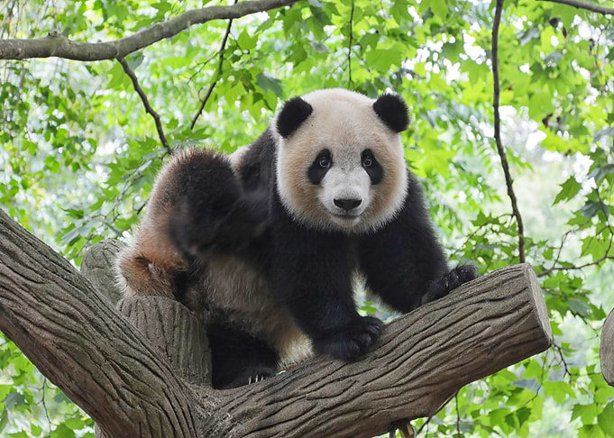 Panda Bear at the Tree