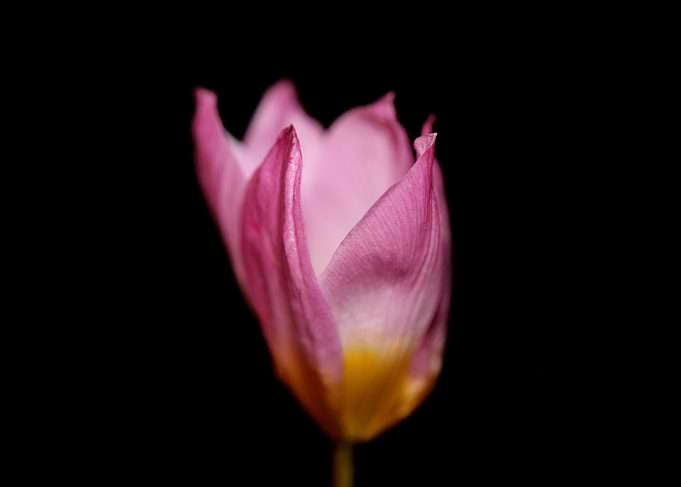 Crocus vernus blossoming