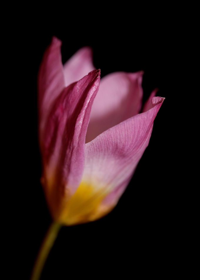 Crocus vernus blossoming