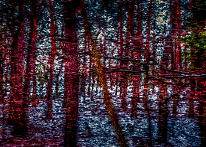 Trees on the woods