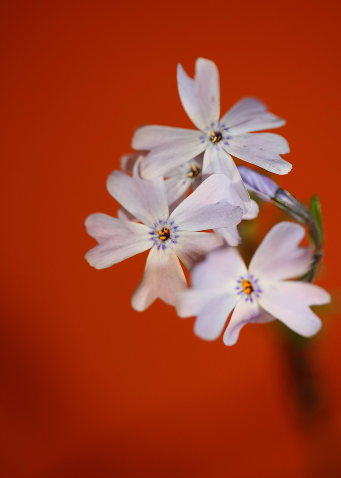 Phlox sabulata flowering