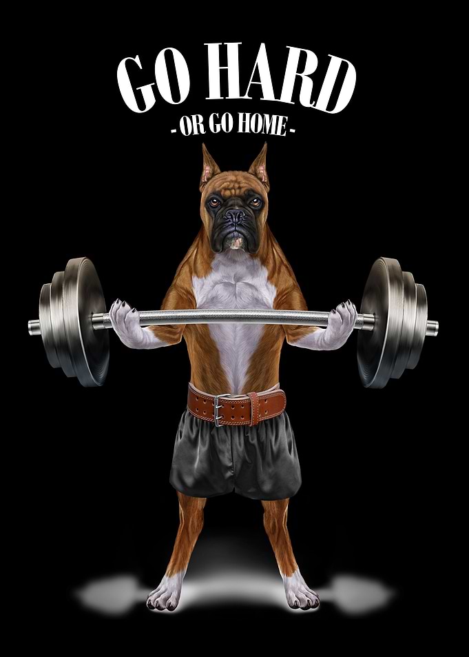 Boxer Dog Weightlifting