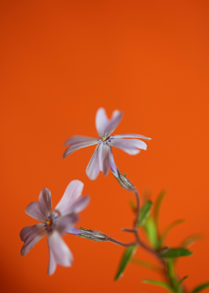 Flower blossoming close up
