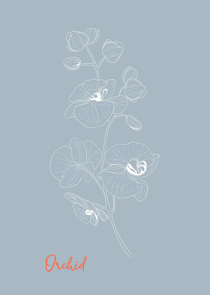 Orchid Flower