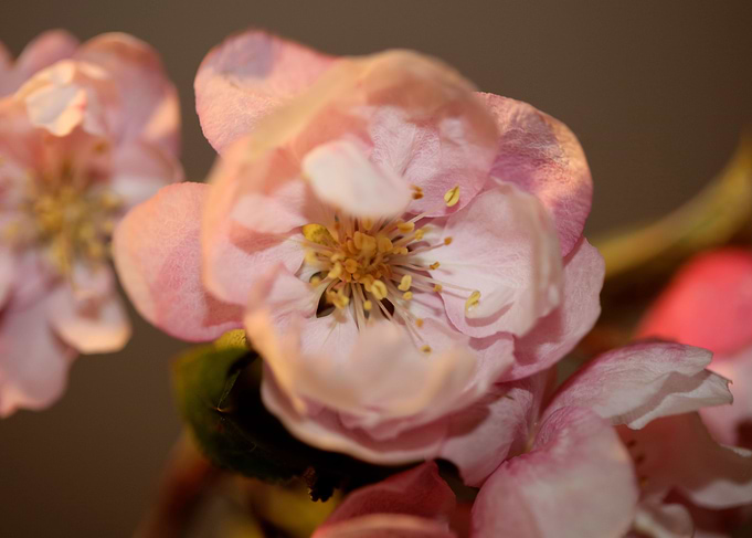 Prunus serrulata blossom