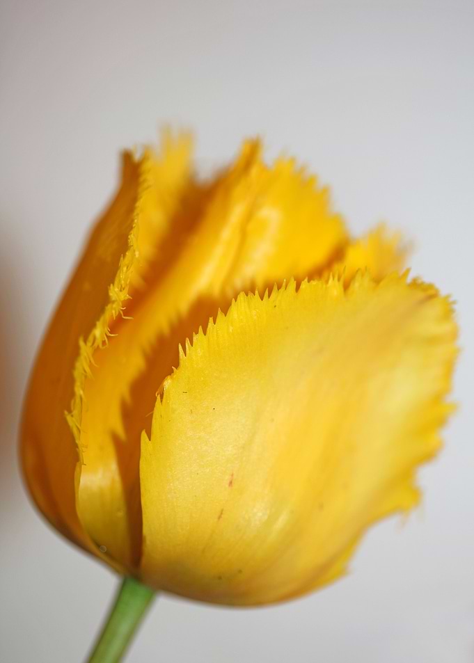 Tulipa flowering liliaceae