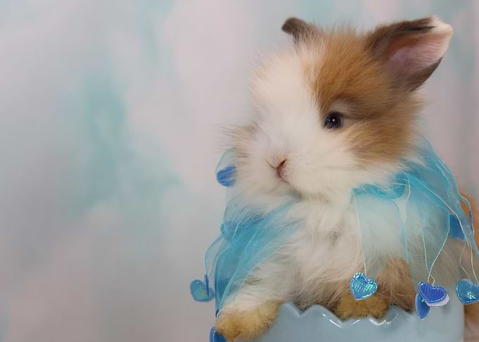 Bunny Love