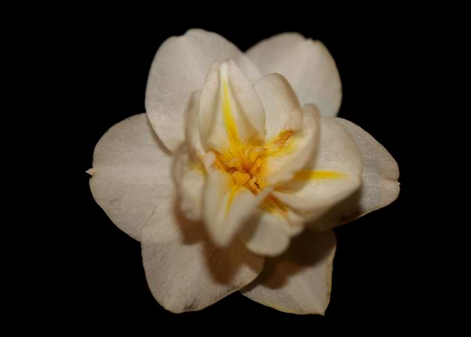 Narcissus dubius flowering