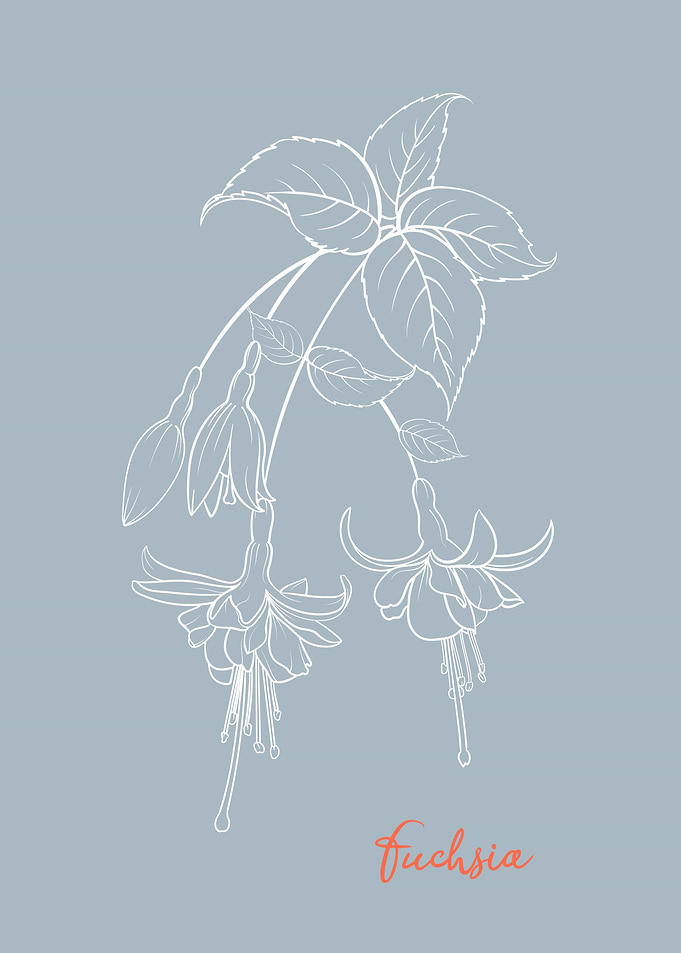 Fuchsia Flower