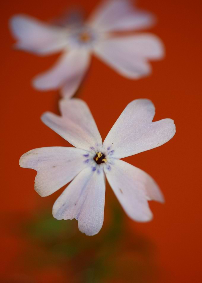 Flower blossoming close up