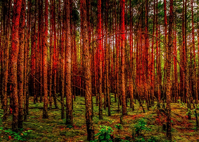 Trees on the woods