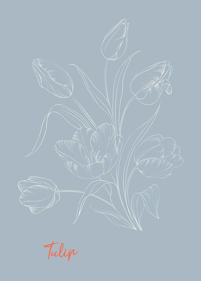 Tulip Flower