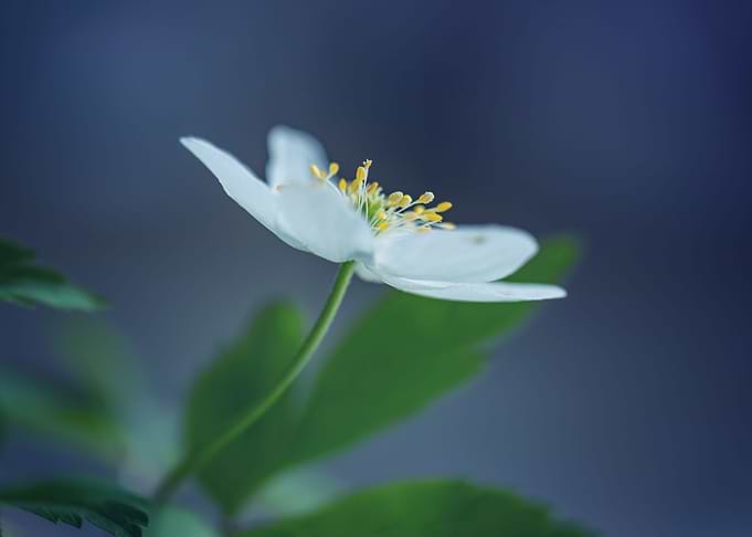 Anemone,white macro flower