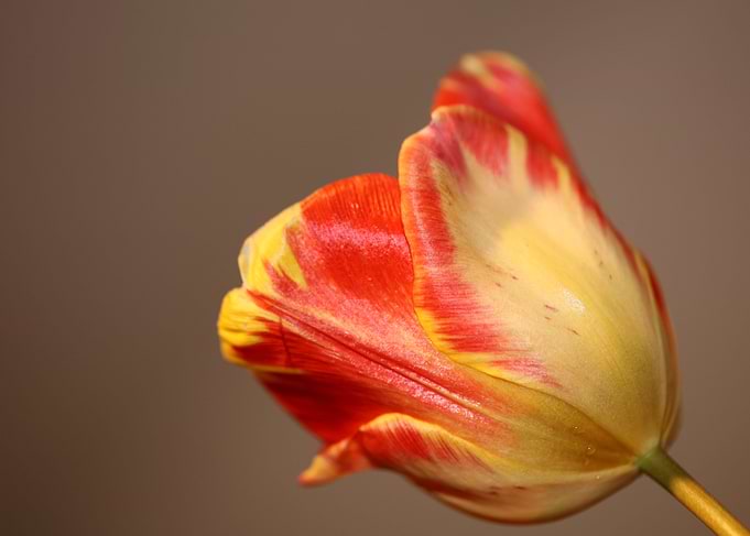 Tulip blossom close up