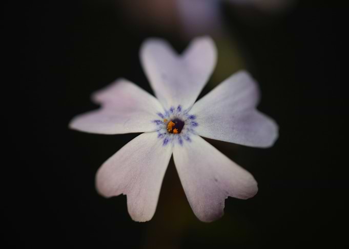 Phlox sabulata flowering