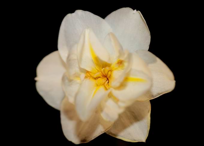 Narcissus dubius flowering