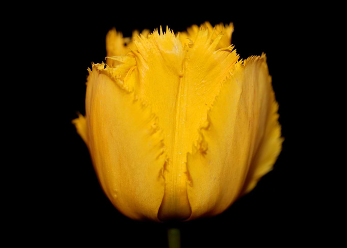 Yellow tulip flower macro