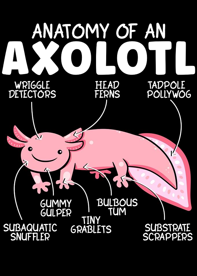Anatomy Of An Askolotl