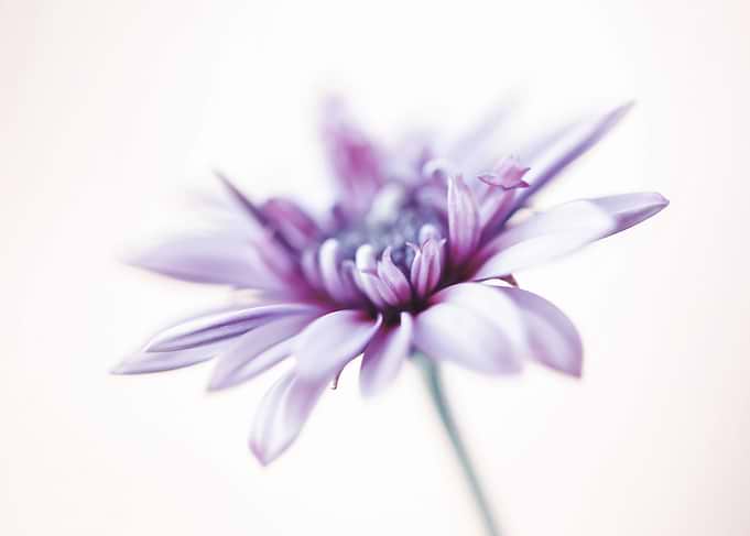 Floral composition