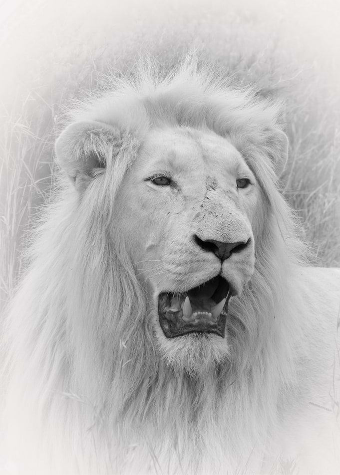 White Lion Male A 2761