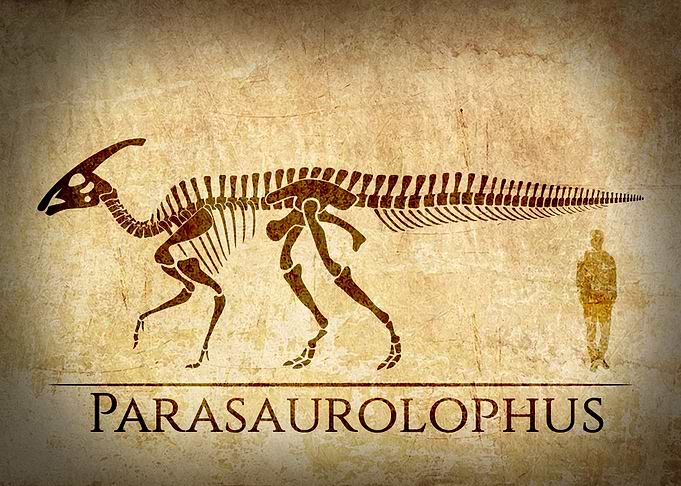 Parasaurolophus Skeleton