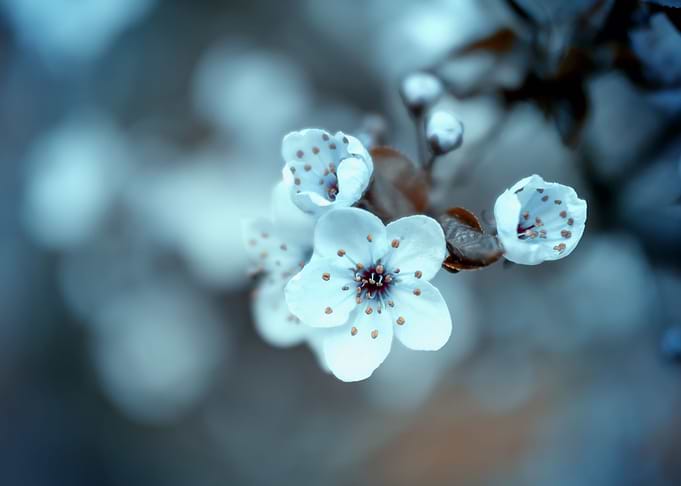 Spring trees, white flower